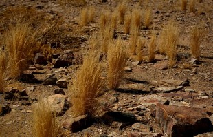 122 Namibia Okt 2006 .JPG
